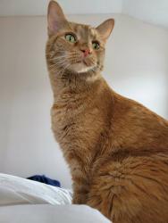 Lost Female Cat last seen Mason St and Williamston Rd, Dansville, MI, Dansville, MI 48819