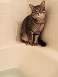 Lost Male Cat last seen Bill Wright Elementary , Weatherford, TX 76086