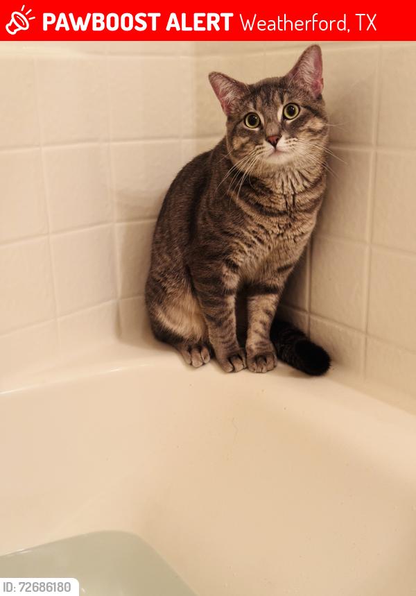 Lost Male Cat last seen Bill Wright Elementary , Weatherford, TX 76086