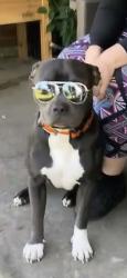 Lost Male Dog last seen Community &  general Ike, Moss Point, MS 39563