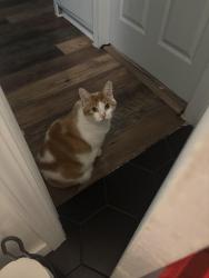 Lost Female Cat last seen Near block of Delmar Hammond In, Hammond, IN 46324