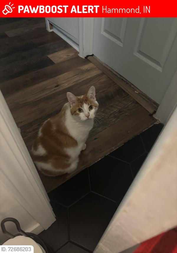 Lost Female Cat last seen Near block of Delmar Hammond In, Hammond, IN 46324