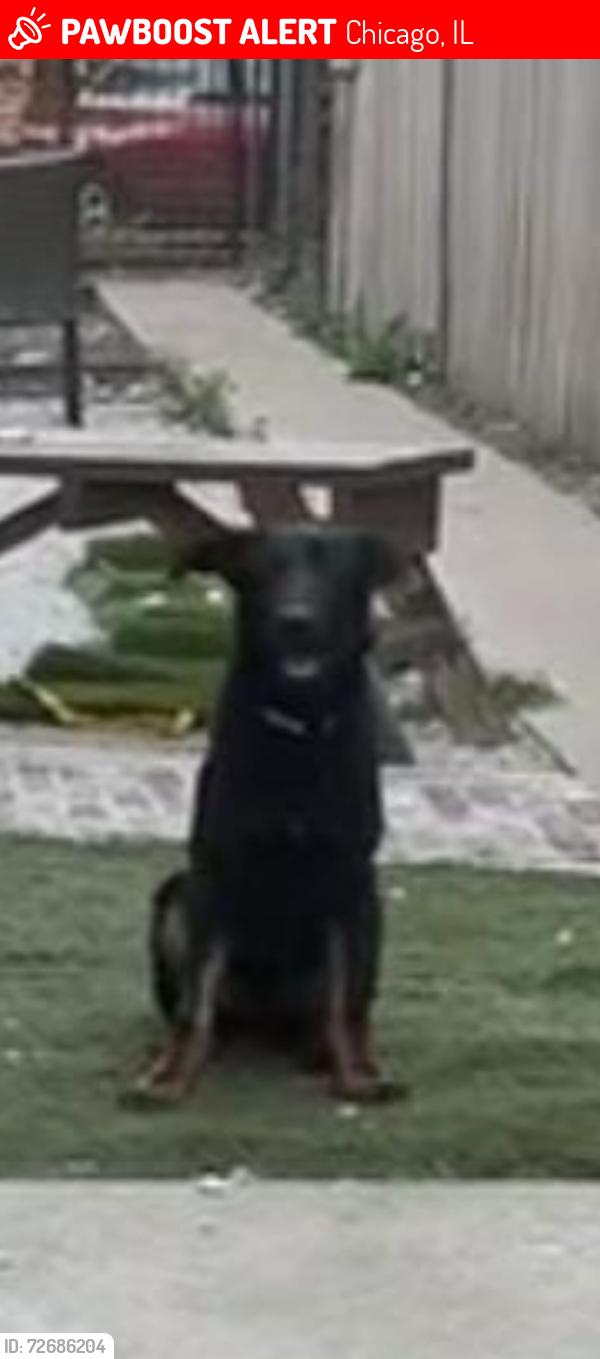 Lost Female Dog last seen Near s keeler ave 60623, Chicago, IL 60623