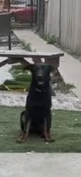 Lost Female Dog last seen Near s keeler ave 60623, Chicago, IL 60623