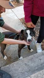 Found/Stray Female Dog last seen Phillips highway and Emerson , Jacksonville, FL 32207