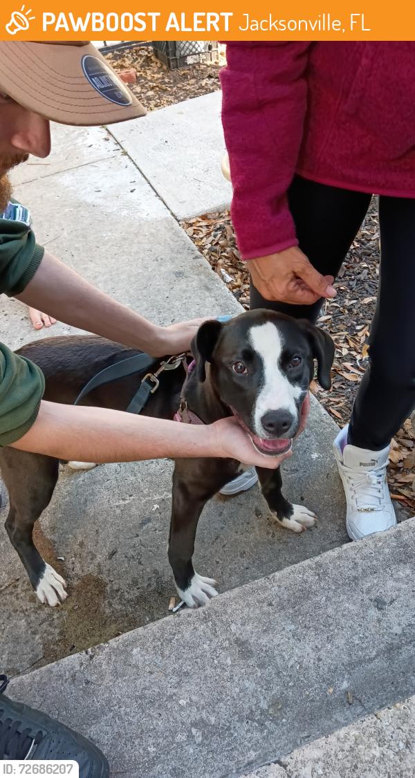 Found/Stray Female Dog last seen Phillips highway and Emerson , Jacksonville, FL 32207