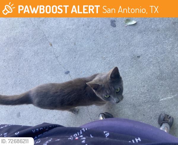 Found/Stray Unknown Cat last seen 34th st & castroville, San Antonio, TX 78237