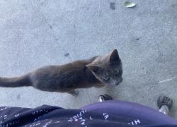 Found/Stray Unknown Cat last seen 34th st & castroville, San Antonio, TX 78237
