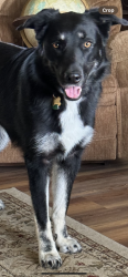 Lost Female Dog last seen 21st and Jenny Lind, Fort Smith, AR 72901