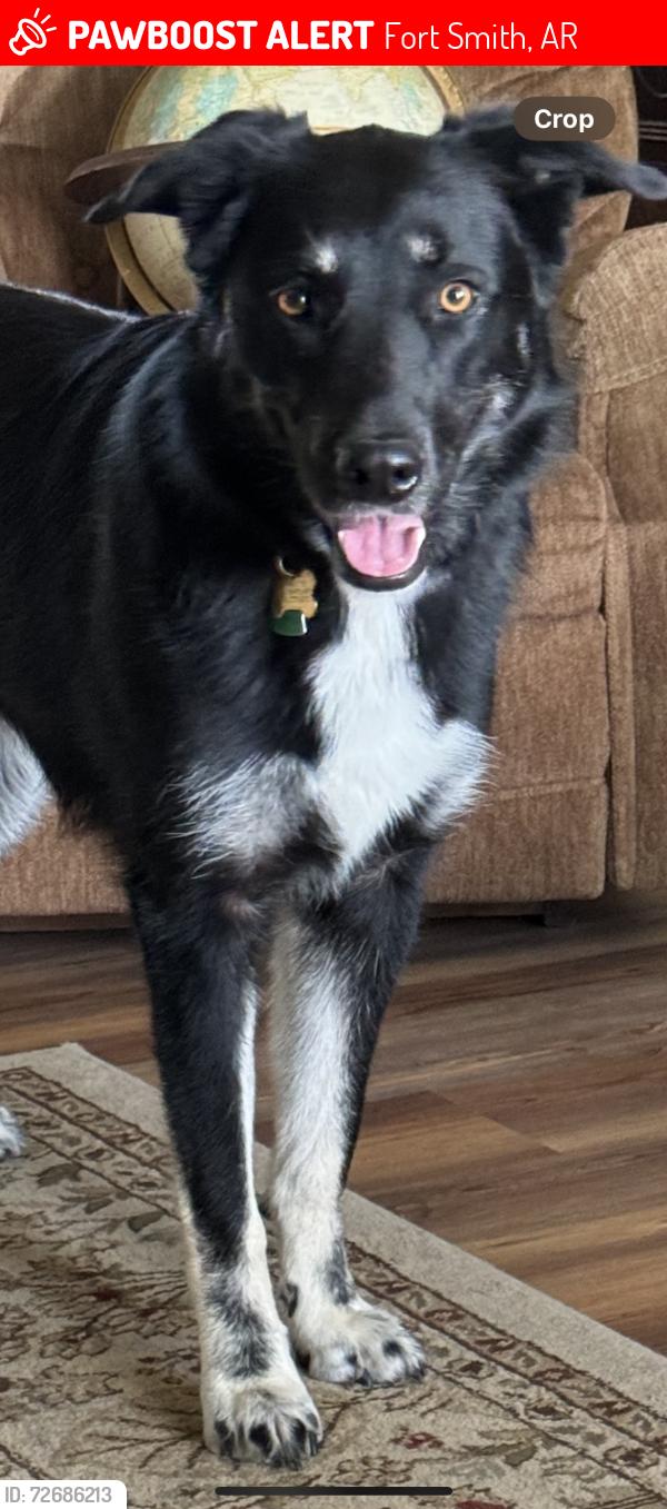 Lost Female Dog last seen 21st and Jenny Lind, Fort Smith, AR 72901