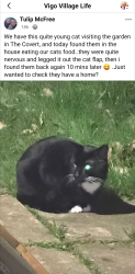 Found/Stray Unknown Cat last seen The Covert, Vigo, England DA13