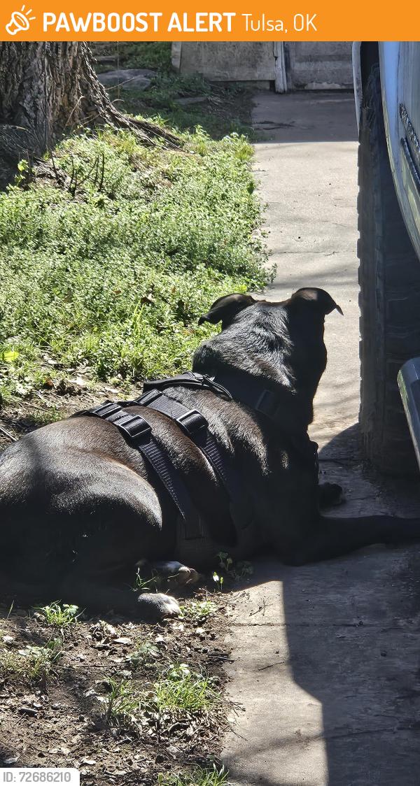 Found/Stray Unknown Dog last seen E 71st and 4th pl, Tulsa, OK 74112