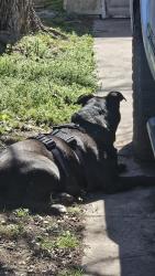 Found/Stray Unknown Dog last seen E 71st and 4th pl, Tulsa, OK 74112