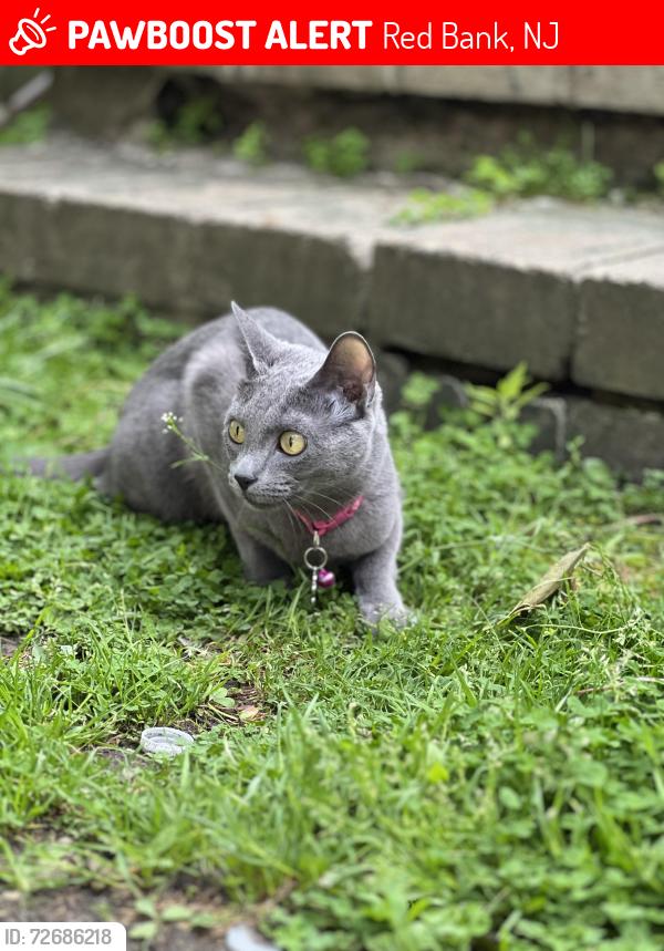 Lost Female Cat last seen Near Shrewsbury ave , Red Bank, NJ 07701