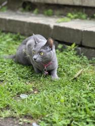 Lost Female Cat last seen Near Shrewsbury ave , Red Bank, NJ 07701