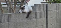 Found/Stray Female Cat last seen carmenita and rose st, Cerritos, CA 90703