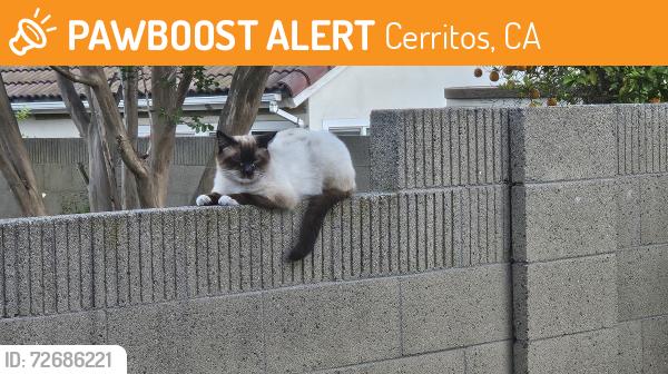 Found/Stray Female Cat last seen carmenita and rose st, Cerritos, CA 90703