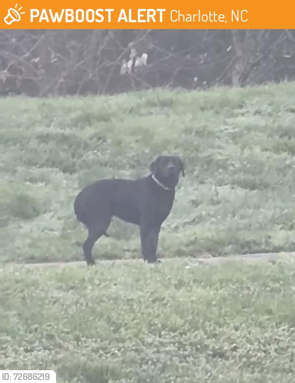 Found/Stray Unknown Dog last seen MMA apmts Ballantyne, Charlotte, NC 28277