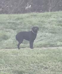 Found/Stray Unknown Dog last seen MMA apmts Ballantyne, Charlotte, NC 28277