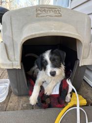 Found/Stray Female Dog last seen Hwy 10 / Little Rd, Newton NC, Newton, NC 28613