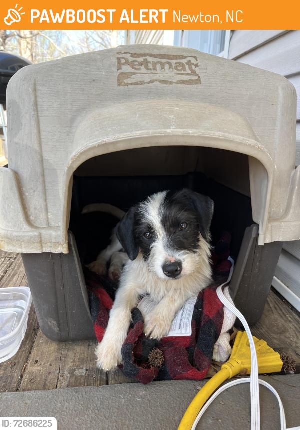 Found/Stray Female Dog last seen Hwy 10 / Little Rd, Newton NC, Newton, NC 28613