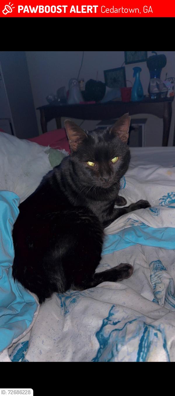 Lost Male Cat last seen Chestnut St and Girard Ave, Cedartown, GA 30125
