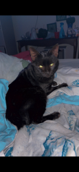 Lost Male Cat last seen Chestnut St and Girard Ave, Cedartown, GA 30125