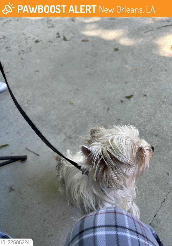 Found/Stray Female Dog last seen General Meyers, New Orleans, LA 70114