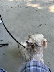 Found/Stray Female Dog last seen General Meyers, New Orleans, LA 70114