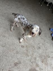 Lost Male Dog last seen Sherry & carter , Arlington, TX 76014