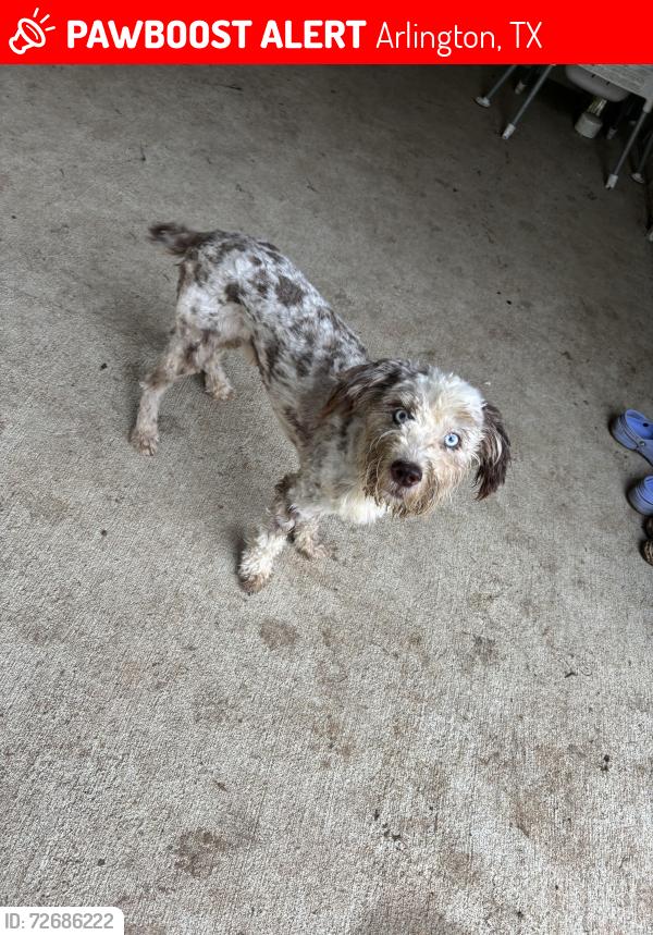 Lost Male Dog last seen Sherry & carter , Arlington, TX 76014