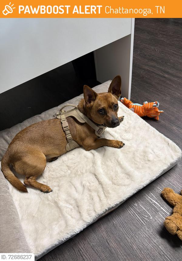 Found/Stray Male Dog last seen Ledford apmts at Hamilton Place, Chattanooga, TN 37421