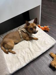 Found/Stray Male Dog last seen Ledford apmts at Hamilton Place, Chattanooga, TN 37421