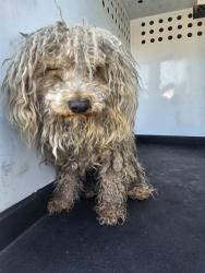 Shelter Stray Male Dog last seen Near BLK EASTON DR,BAKERSFIELD,CA, Bakersfield, CA 93307