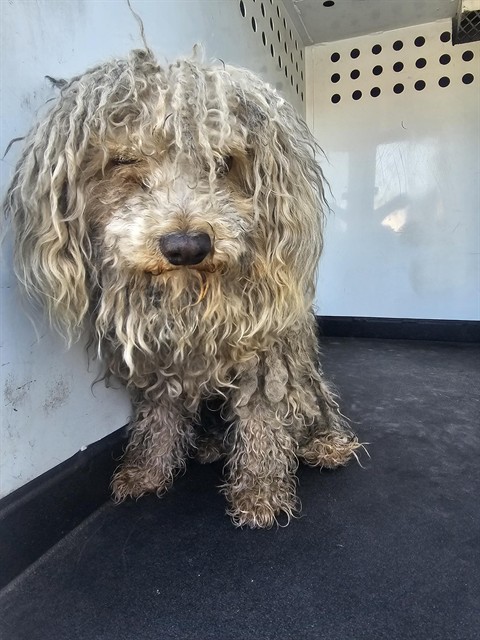 Shelter Stray Male Dog last seen Near BLK EASTON DR,BAKERSFIELD,CA, Bakersfield, CA 93307