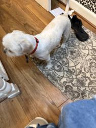 Found/Stray Male Dog last seen Hey 20 and Fohn Rx, Bastrop County, TX 78662