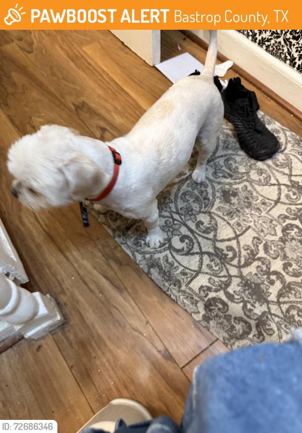 Found/Stray Male Dog last seen Hey 20 and Fohn Rx, Bastrop County, TX 78662