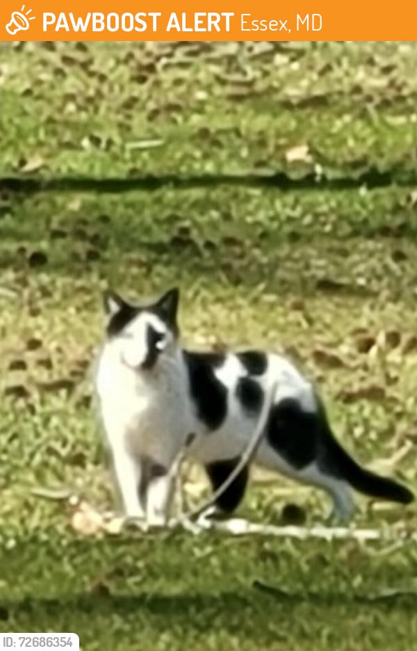Found/Stray Unknown Cat last seen Middleborough & hilltop ave, Essex, MD 21221