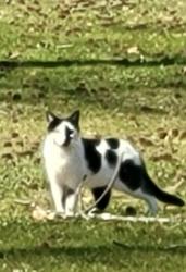 Found/Stray Unknown Cat last seen Middleborough & hilltop ave, Essex, MD 21221