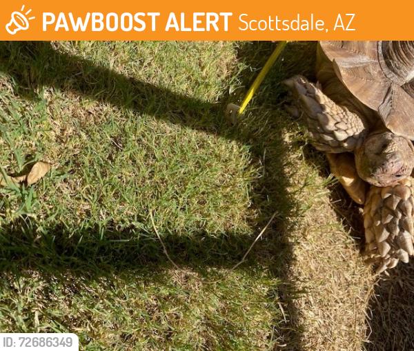 Found/Stray Unknown Reptile last seen South of Mountain View, East of Hayden, Scottsdale, Scottsdale, AZ 85258
