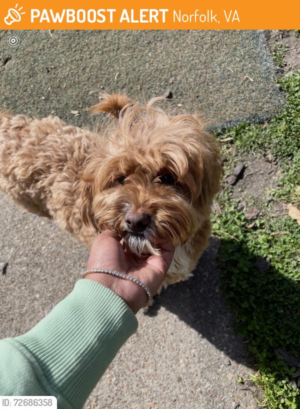Found/Stray Female Dog last seen Galveston Blvd, Norfolk, VA 23505