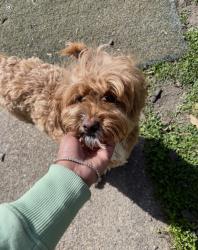 Found/Stray Female Dog last seen Galveston Blvd, Norfolk, VA 23505