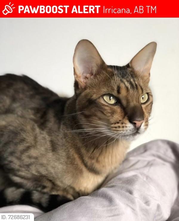Lost Male Cat last seen Hendricks Drive Irricana Rockyview County, Kathryn, Beiseker, Keoma, Airdrie, Irricana, AB T0M