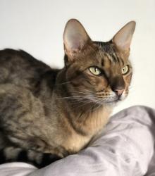 Lost Male Cat last seen Hendricks Drive Irricana Rockyview County, Kathryn, Beiseker, Keoma, Airdrie, Irricana, AB T0M