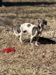 Lost Male Dog last seen Douglas & Reno, Midwest City, OK 73130