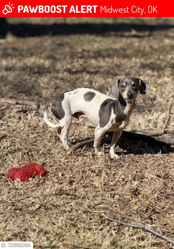 Lost Male Dog last seen Douglas & Reno, Midwest City, OK 73130
