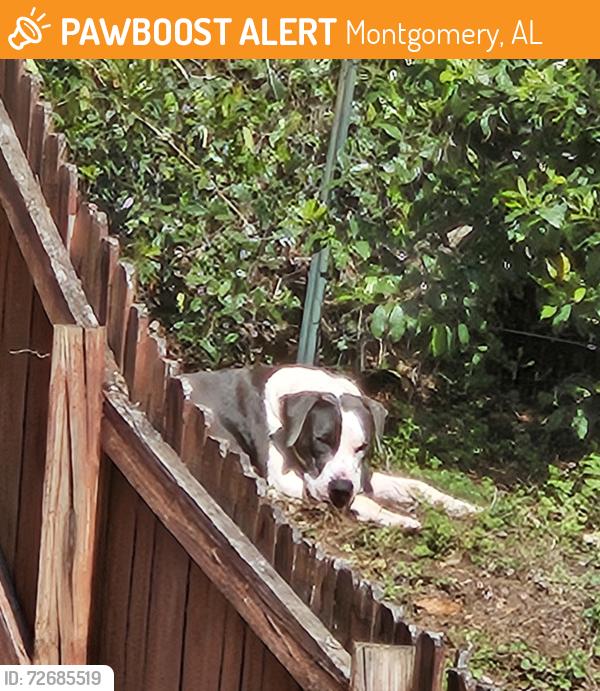 Found/Stray Male Dog last seen Crestview and Montrose, Montgomery, AL 36109
