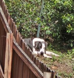 Found/Stray Male Dog last seen Crestview and Montrose, Montgomery, AL 36109