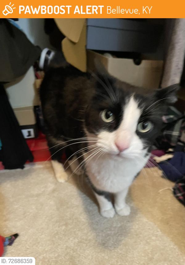Found/Stray Unknown Cat last seen Close to 6th street in Bellevue / Dayton KY, Bellevue, KY 41073