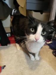 Found/Stray Unknown Cat last seen Close to 6th street in Bellevue / Dayton KY, Bellevue, KY 41073